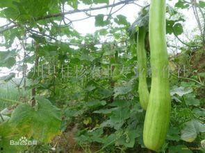 砍瓜晒完怎么吃,晒干砍瓜的多样美味食用指南