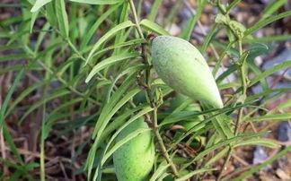 孕妇吃老瓜瓢,老瓜瓢助力孕妇健康饮食