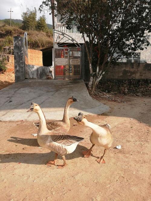 51吃瓜鹅,揭秘娱乐圈幕后真相，带你领略明星生活