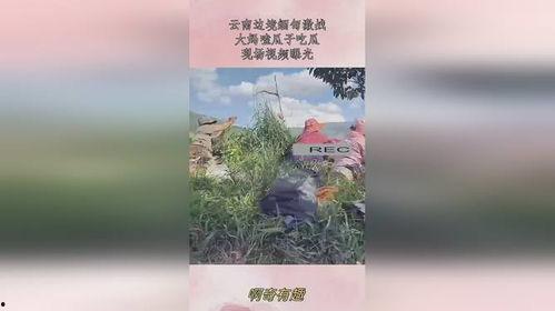 云南大妈在线吃瓜缅甸,在线吃瓜缅甸，揭秘边境生活点滴