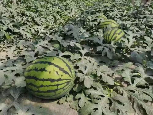 山东寿光老师吃瓜,体验田园生活乐趣